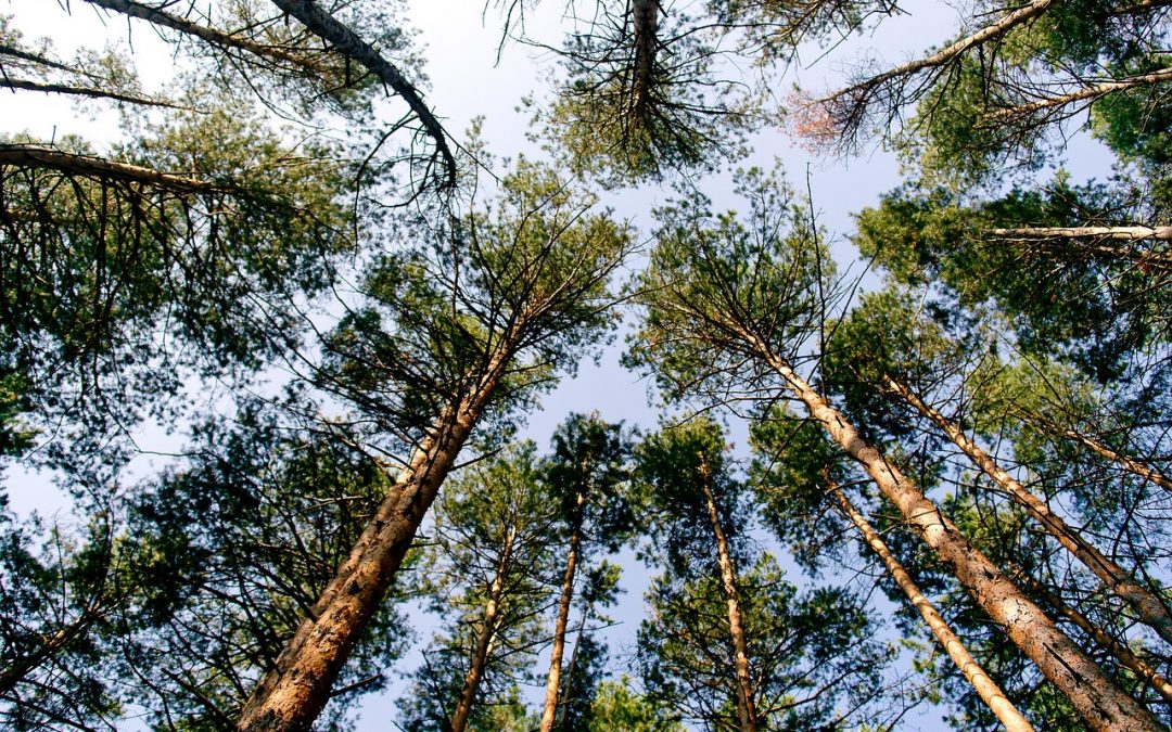 Avant de créer un site